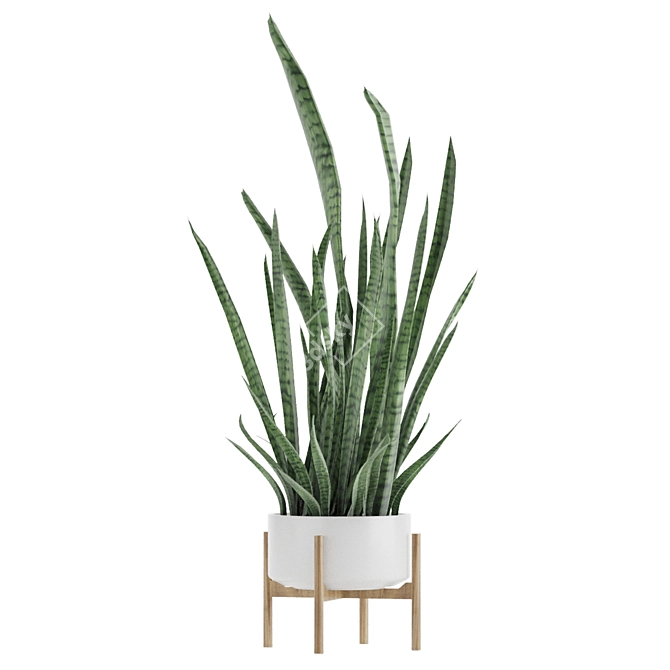 Sleek and Stylish Sansevieria 2 3D model image 2