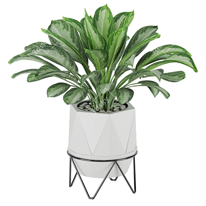 Premium Aglaonema commutatum 3D model image 3