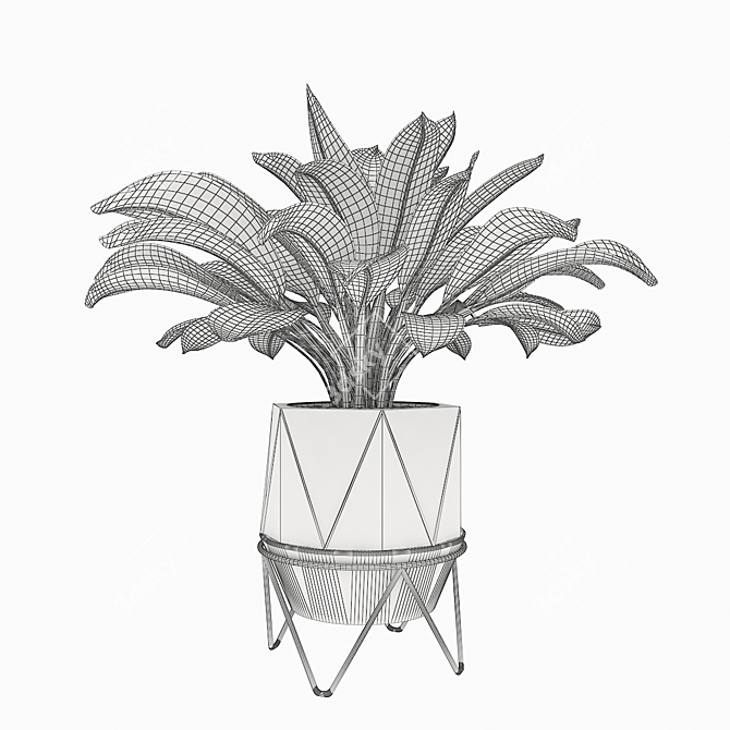 Premium Aglaonema commutatum 3D model image 5