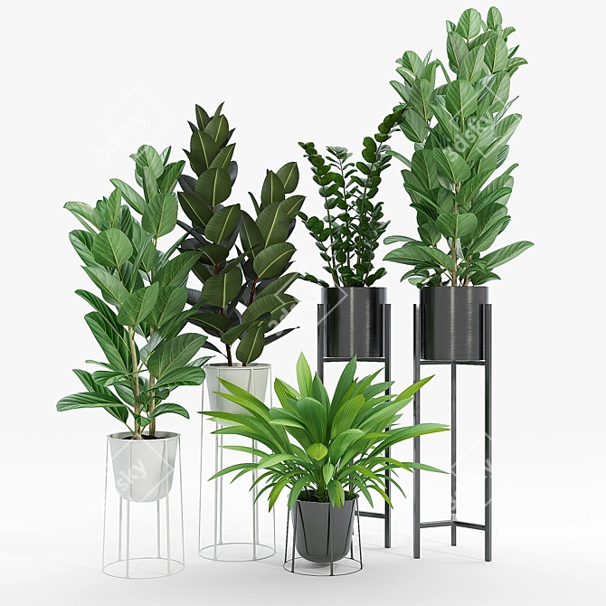 Ficus Set: 3D Models & Textures 3D model image 1