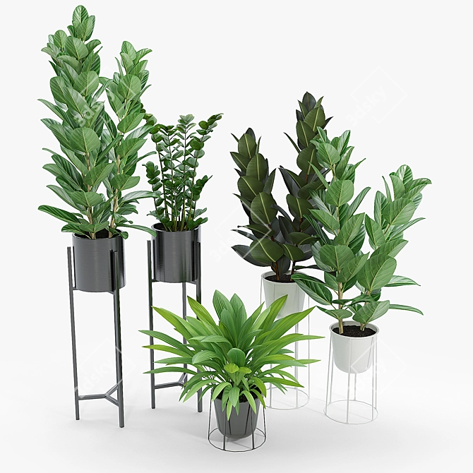 Ficus Set: 3D Models & Textures 3D model image 4