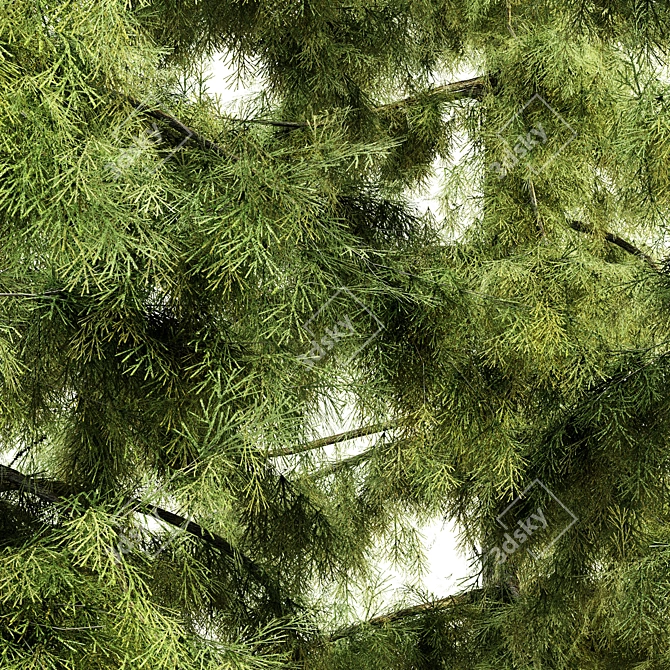  Majestic Alaska Cedar Tree Collection 3D model image 3