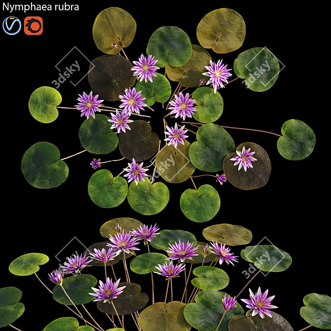 Waterlily Model Collection - 4 Formats 3D model image 1