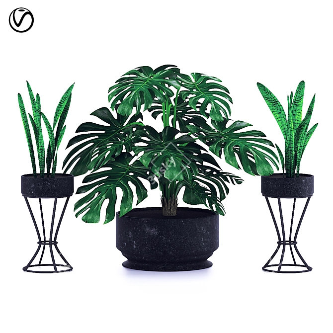 Exquisite Monstera & Sansevieria Collection 3D model image 1