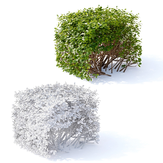 Spirea Hedge - Bendable Birch-leaved Greenery 3D model image 3