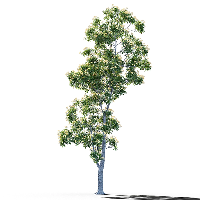 Native Frangipani: Vray & Corona Material 3D model image 3