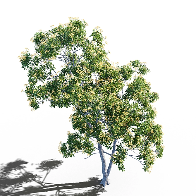 Native Frangipani: Vray and Corona Material 3D model image 2