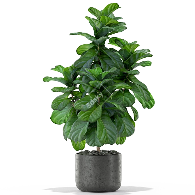 366 Stunning Plants Collection 3D model image 2