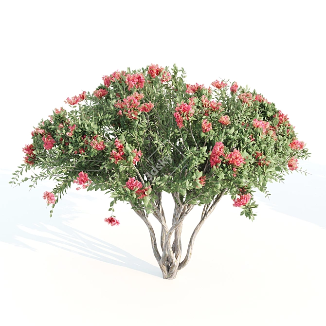 4m Tall Myrtle Trees 3D model image 3