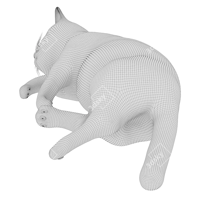 3D Cat Model - Static 3D model image 12