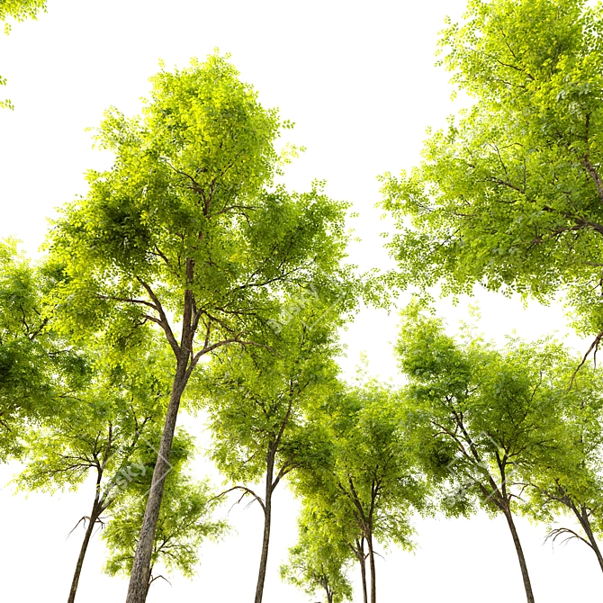 Siberian Elm Tree - 9m Height 3D model image 3