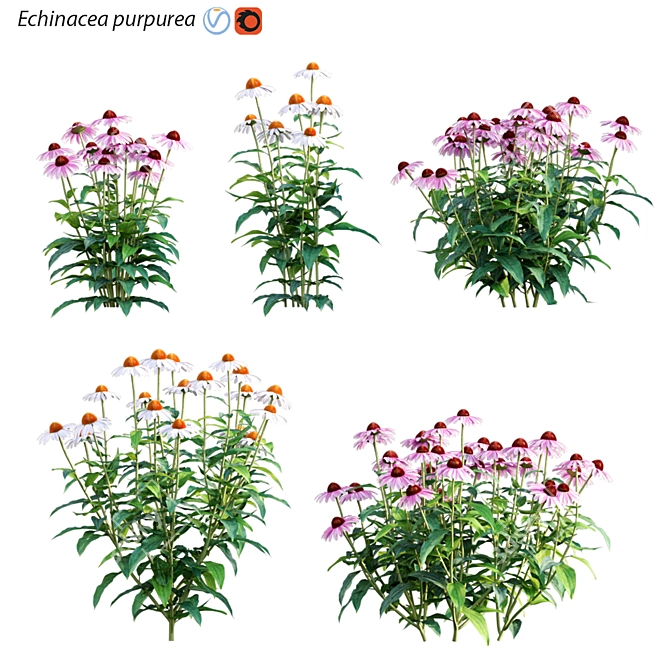 Echinacea Purpurea: Vibrant Coneflower 3D model image 1