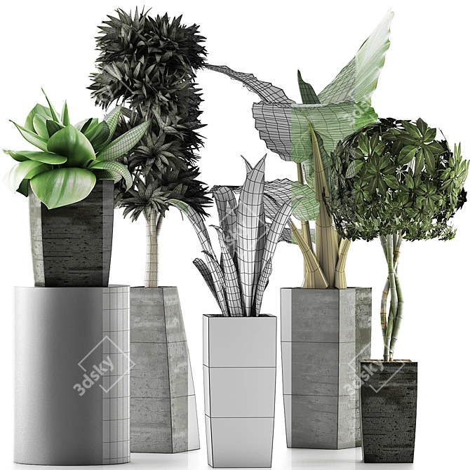 Exotic Plant Collection: Alocasia, Sansevieira, Schefflera, Agave 3D model image 4