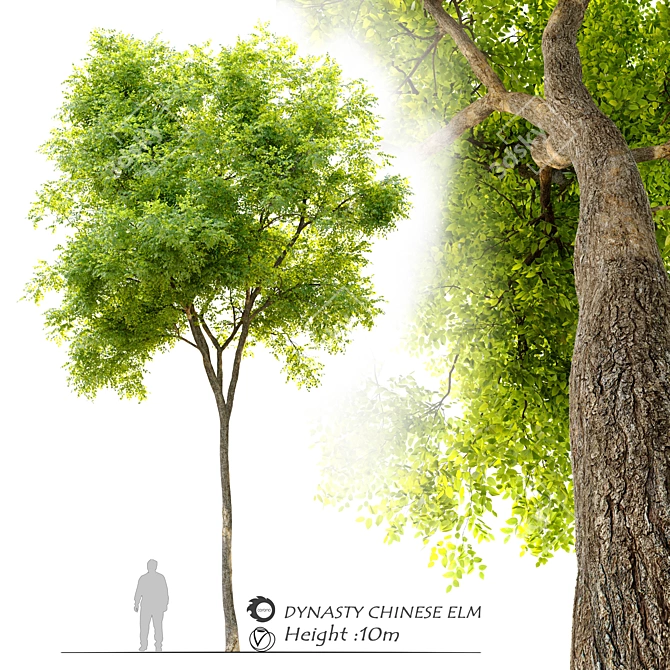 Dynasty Chinese Elm Tree 3D model image 1