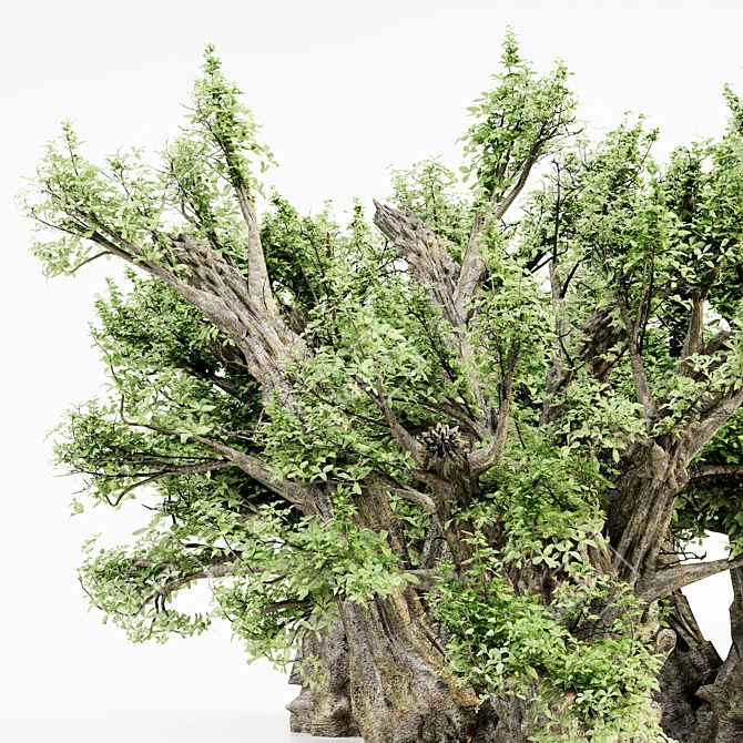 African Baobab Tree Collection: 5 Majestic Trees, 12m-10m Height 3D model image 2