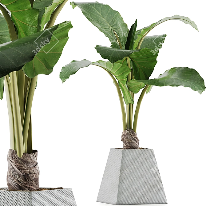Exotic Alocasia Plant Collection 48 3D model image 1