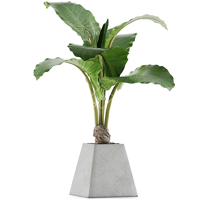 Exotic Alocasia Plant Collection 48 3D model image 2