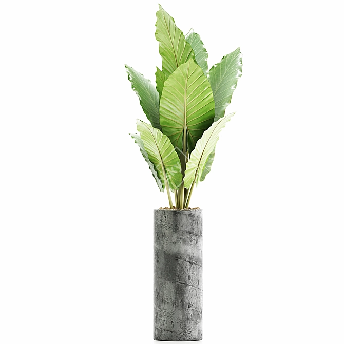 Tropical Greenery: Alocasia Plants 3D model image 2