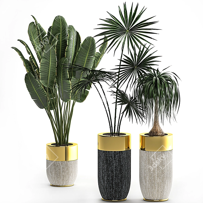Tropical Plant Collection 3D model image 4
