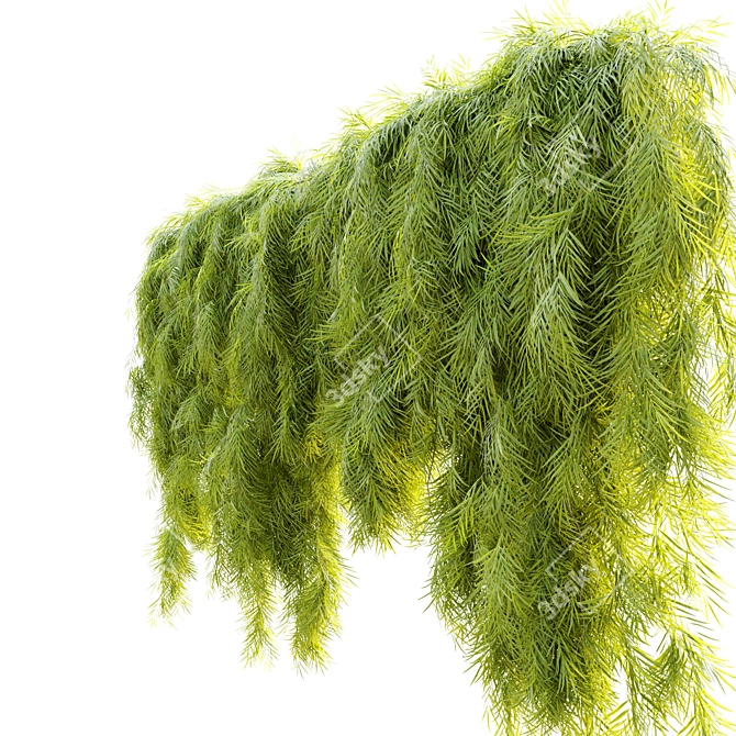 

Acacia Cognata Hanging Plant 3D model image 2