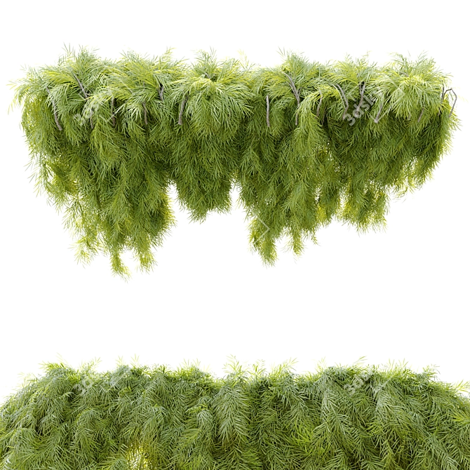 

Acacia Cognata Hanging Plant 3D model image 3