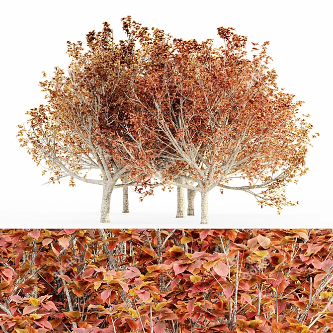 Elegant Autumn Bradford Pear Trees 3D model image 1