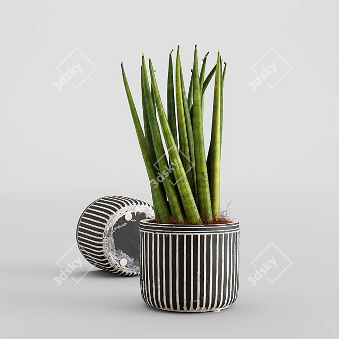 3D Scanned Sansevieria Cylindrica Plant 3D model image 1