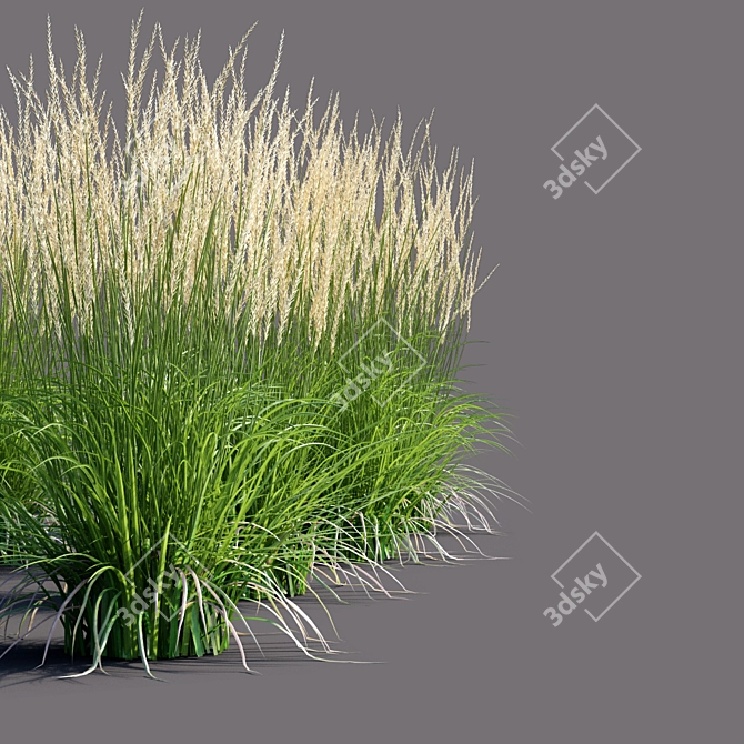 Karl Foerster Reed Grass: Elegant Calamagrostis Accent 3D model image 2