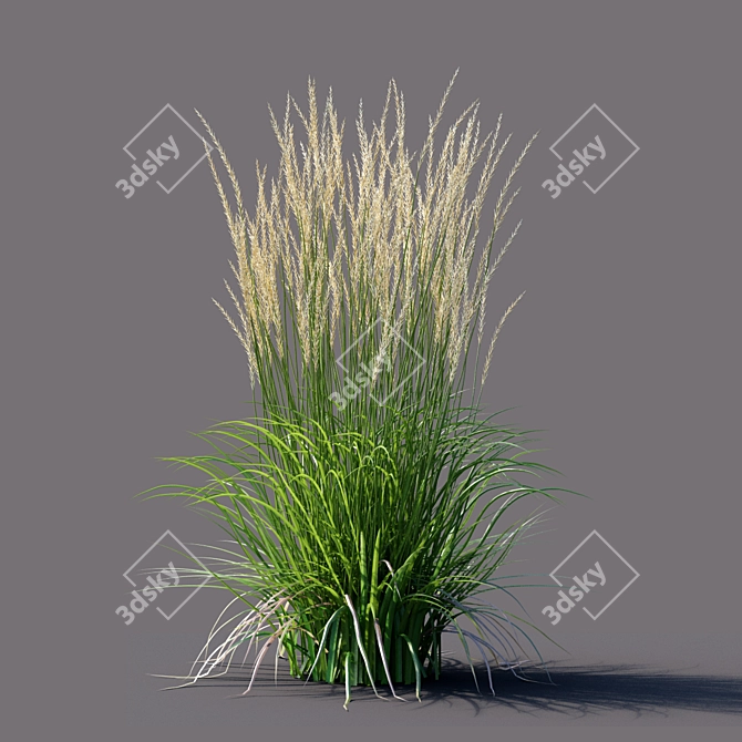 Karl Foerster Reed Grass: Elegant Calamagrostis Accent 3D model image 3