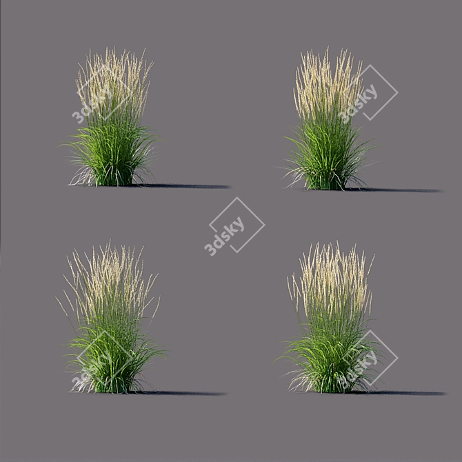 Karl Foerster Reed Grass: Elegant Calamagrostis Accent 3D model image 4