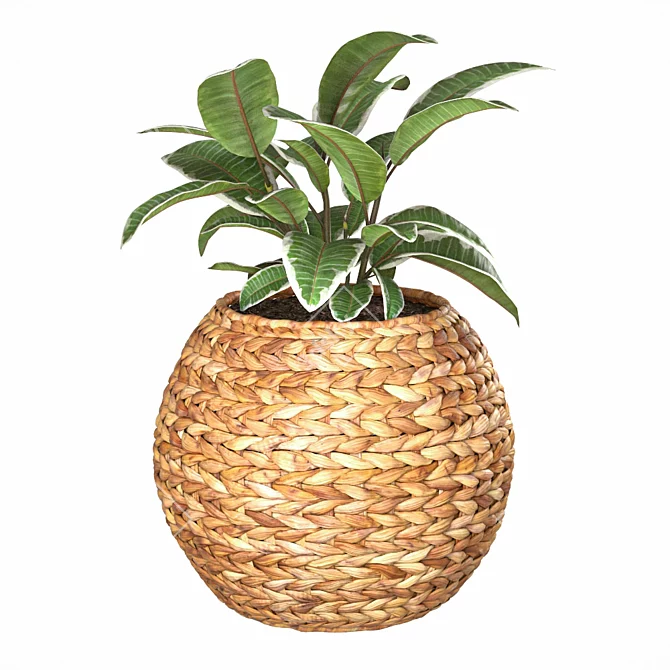 Natural Ficus in Wicker Basket 3D model image 1