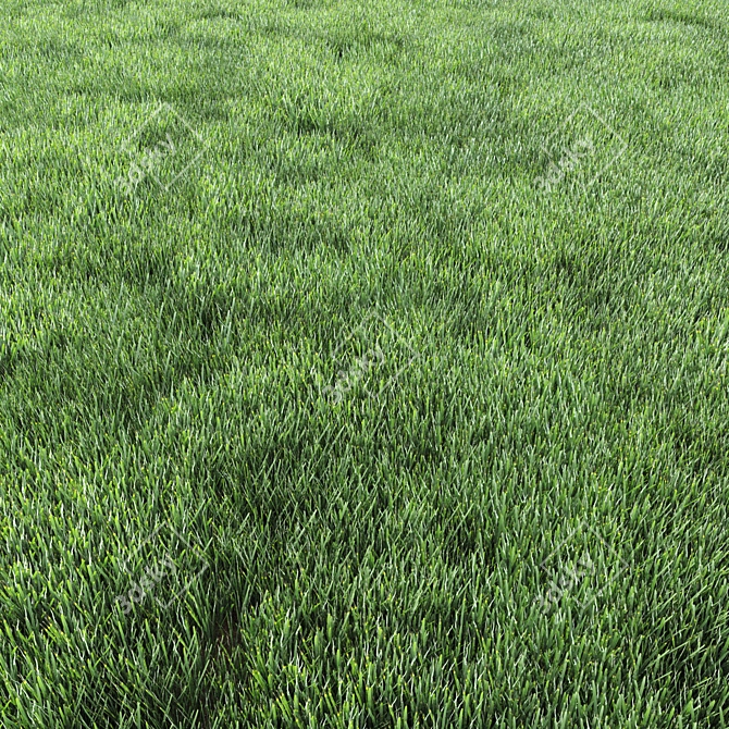 Lush Green Grass for Stunning Landscapes 3D model image 1