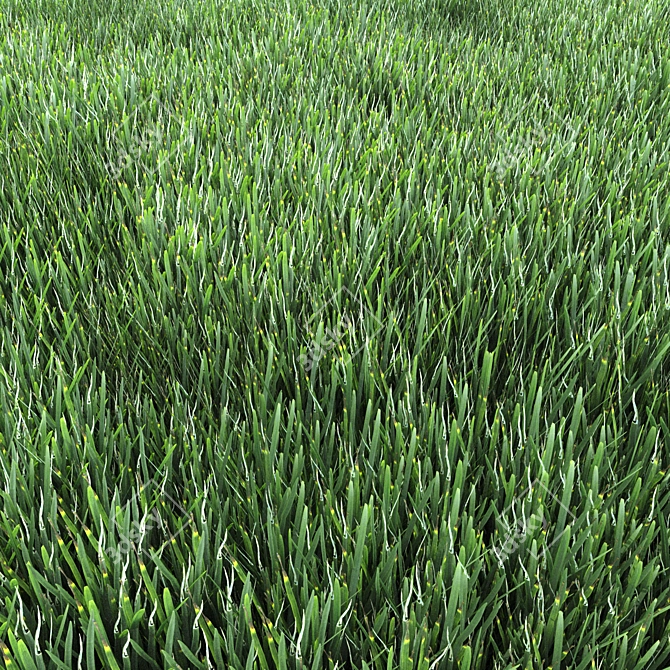 Lush Green Grass for Stunning Landscapes 3D model image 2