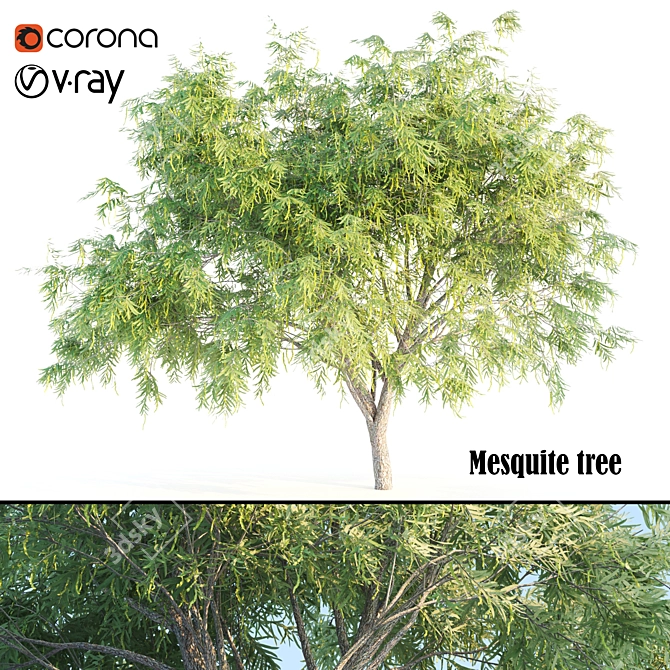 Mesquite: Natural Beauty for Your Home 3D model image 1