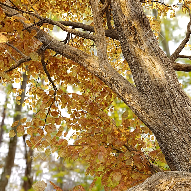 Autumnal Beauty: Alnus Glutinosa 3D model image 2