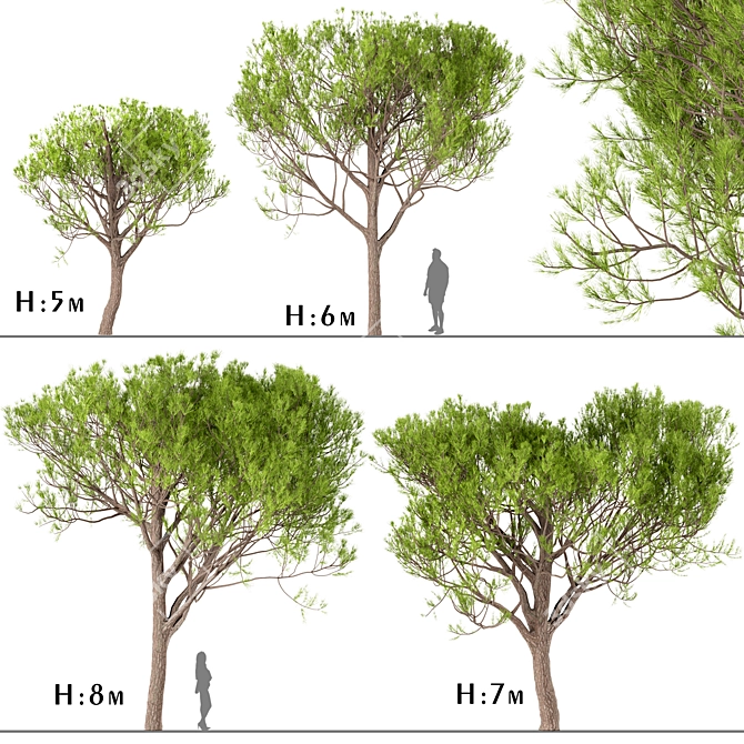 Italian Stone Pine Trees Set (4 Trees) 3D model image 1