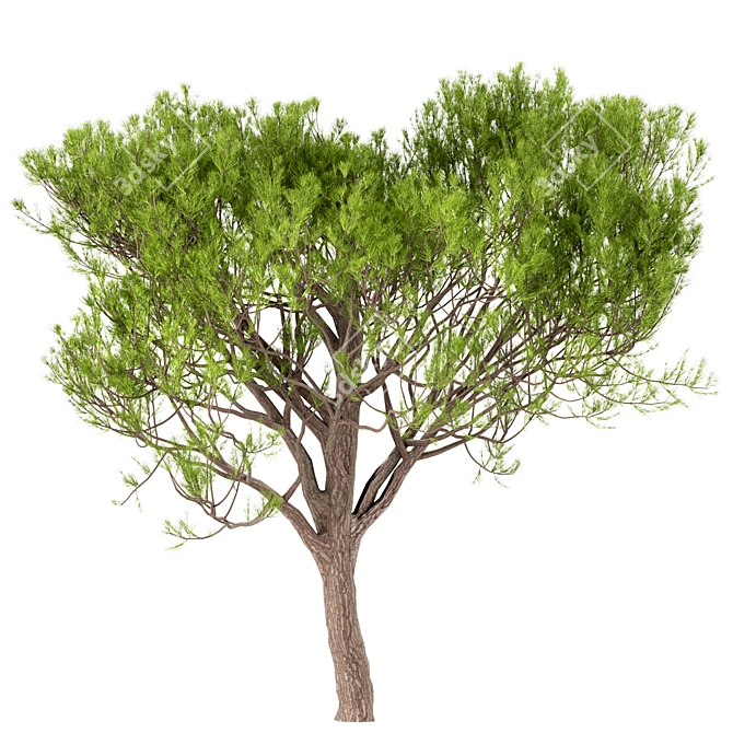 Italian Stone Pine Trees Set (4 Trees) 3D model image 2