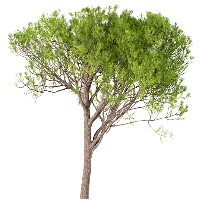 Italian Stone Pine Trees Set (4 Trees) 3D model image 3