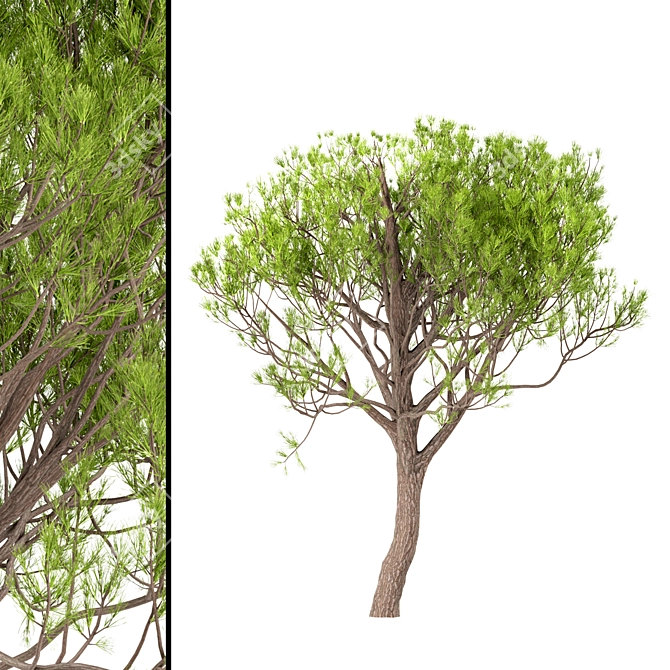 Italian Stone Pine Trees Set (4 Trees) 3D model image 4
