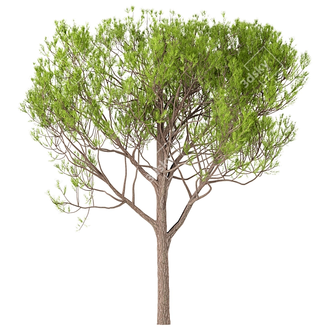 Italian Stone Pine Trees Set (4 Trees) 3D model image 5
