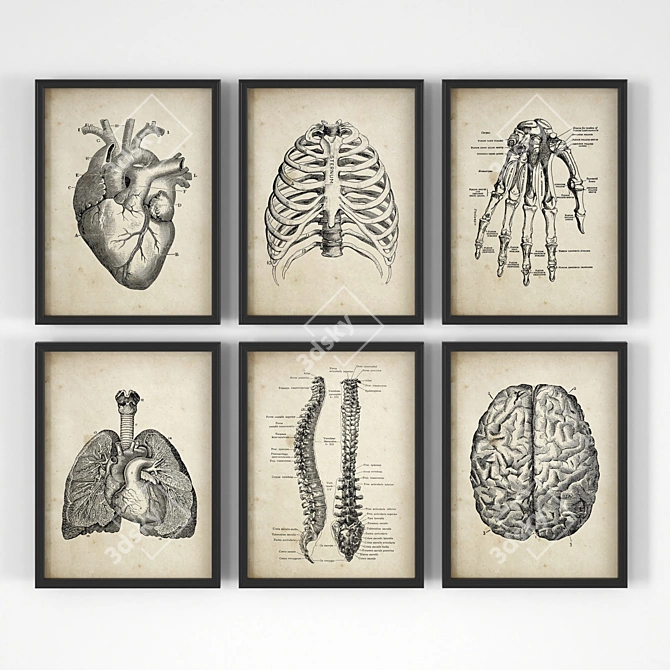 Vintage Anatomy Posters - Set of 18 3D model image 1