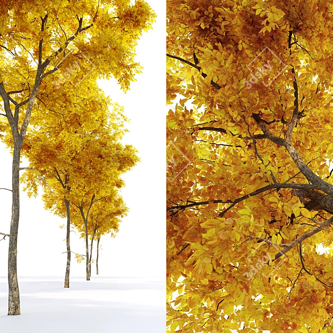 Dynasty Chinese Elm: Autumn Beauty 3D model image 2
