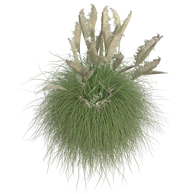 Pampas Grass: Stylish Pot Included 3D model image 2