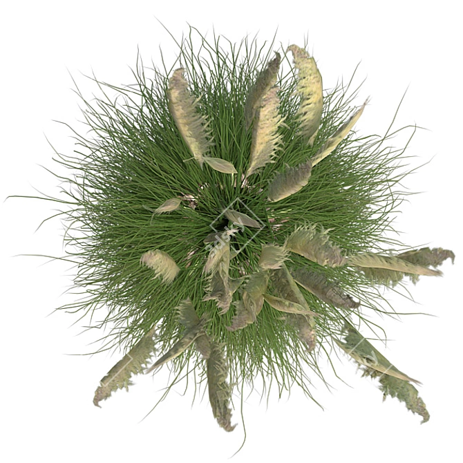 Pampas Grass: Stylish Pot Included 3D model image 3