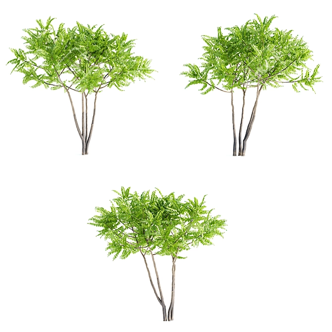 Aylant 3-in-1: Ailanthus Altissima Collection 3D model image 5