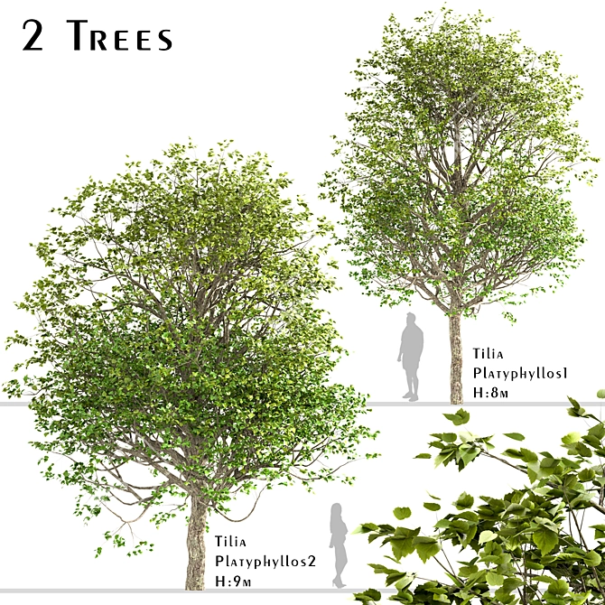 Exquisite Large-Leaved Linden Set 3D model image 1