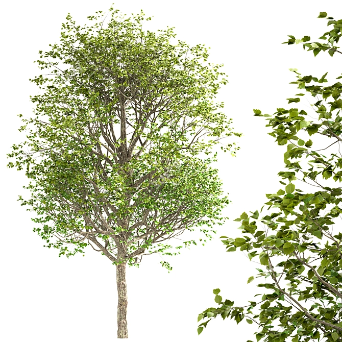 Exquisite Large-Leaved Linden Set 3D model image 2