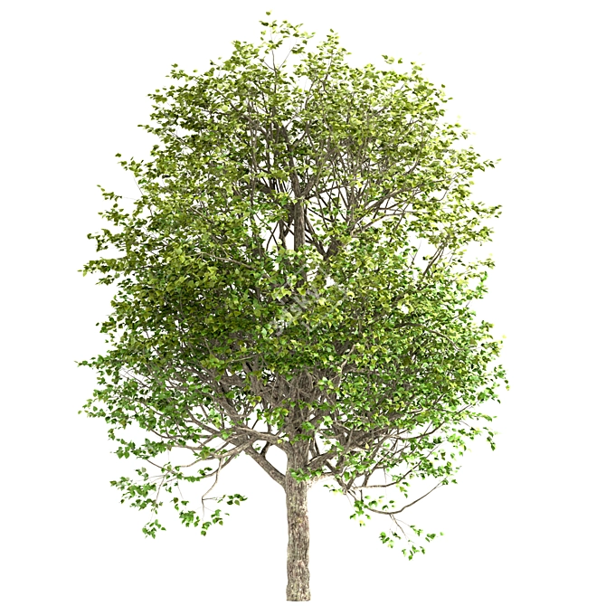 Exquisite Large-Leaved Linden Set 3D model image 3