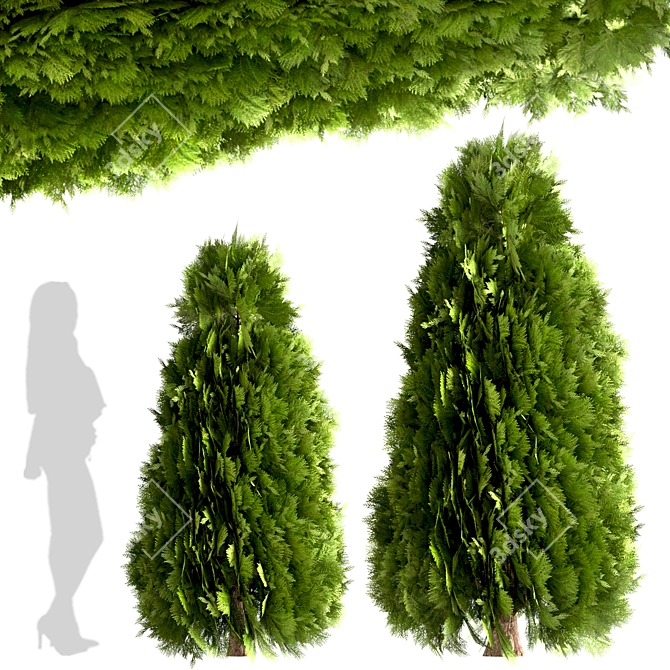 10 Stunning Thuja Occidentalis Trees 3D model image 2