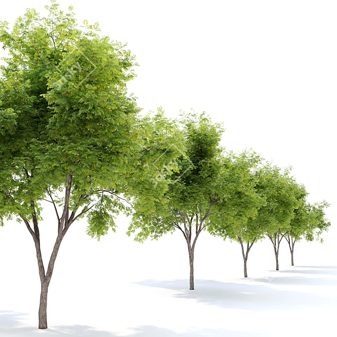 Gleditsia Triacanthos: Elegant Honey Locust 3D model image 3